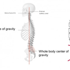 In front of the spinal column, which leads to the necessity of the lumbar and cervical posterior curves to compensate for weight bearing.
