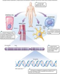 All organisms on earth encode their genes in strands of DNA. This prevalence of DNA led to the development of the gene theory. Illustrated in figure 1.12, the gene theory states that the [PROTEINS] and RNA molecules encoded by an organism’s gene...