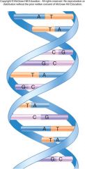 1. Figure 1.11 – Genes are made of DNA – Winding around each other like the rails of a spiral staircase, the two strands of a DNA molecule make a ______ _____. Because of its size and shape, the nucleotide represented by the letter A can only ...