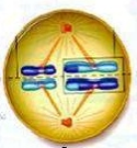 State which phase of Meiosis is shown; give a short description of what is going on in the cell