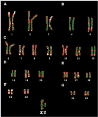 In modern terms, the two theories (theory of heredity and theory of inheritance) state that genes are a [COMPONENT] of a cell’s chromosomes (like the 23 pairs of human chromosomes you see in figure 1.13) and that the regular [DUPLICATION] of the...