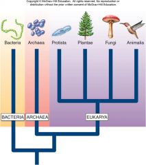 The six kingdoms are each now assigned into one of three great group called domains: [BACTERIA], [ARCHAEA], and [EUKARYA] (figure 1.14). (30)
