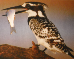 Metabolism means that all living organisms, like the kingfisher shown here from figure 1.3, use ______. (33)