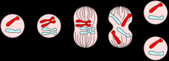 Prophase-chromosomes condense & become visible
Metaphase- chromosomes line up at the middle
Anaphase- sister chromotids separate
Telophase- 2 new nuclei form