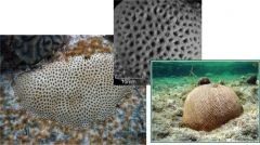 Colonies usually form flat, encrusting plates, but occasionally grow in small, irregular and rounded domes. Surface is covered with small, deep-pitted corallites that often appeared "pinched in". Usually whitish to light gray, sometimes light tan....
