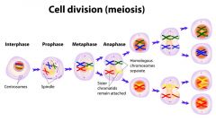 

a type of cell division that results in four daughter cells each with half the number of chromosomes of the parent cell, as in the production of gametes and plant spores.