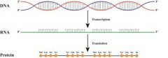DNA->Transcription: transfer of genetic info from DNA to RNA
RNA->Translation: transfer of the info from RNA into a protein