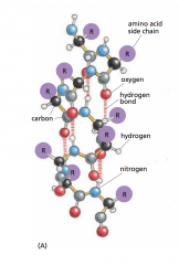 -a regular structure that resembles a spiral staircase
-generated by placing many similar subunits next to one another
-generated when a single polypeptide chain turns around itself to form a structurally rigid cylinder
-a hydrogen bond is made be...