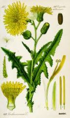 Species: Sonchus arvensis
Com. Name: perennial sowthistle
Fam: sunflower
Life cycle: P