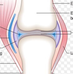 Diarthroses are synovial joints that allow free movement due to the synovial fluid between the skeletal elements. Synarthroses are non-synovial joints that are further classified as fibrous or cartilaginous joints.