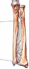 This type of fibrous joint allows slight movement between skeletal elements due to the interosseous ligament such as those in the forearms and legs.