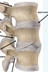 Synchrondosis is a cartilaginous joint that contains hyaline cartilage such as growth plates in the epiphysis of the long bones.
Symphysis is a cartilaginous joint that contains fibrocartilage such as the intervertebral discs and the pubic symphy...