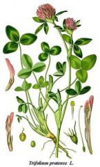 Species: Trifolium pratense
Com. Name:  Red clover
Fam: pea
Life cycle: p