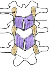 Proximal lamina of the vertebral column.