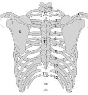 The transverse process facet or the superior demifacet on the body of the thoracic vertebrae.