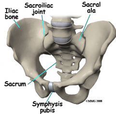 The ala which combine with the Ilium of the pelvic girdle to form the sacral-iliac joint.
