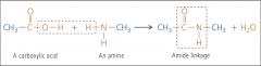 Nylon is typical polyamide. The two types of monomer that form a polyamide are carboxylic acids and amines. An amine is a compound with an -NH₂ functional group. A carboxylic acid reacts with an amine to form an amide.

This type of reaction, wh...