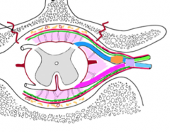 The cerebrospinal fluid of the subarachnoid space.