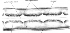 The lateral projections of pia mater that separate the ventral and dorsal roots