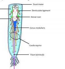 Descending nerve roots in the dural sac that form a horses tail like structure
