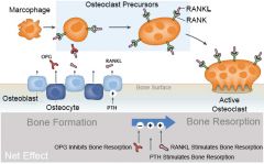 Osteoprotegrin (OPG) binds to RANK ligand (RANKL) to inhibit it from binding to RANK which are present on osteoclast-precursor cells. Normally, RANKL interacts with RANK to stimulate activation of osteoclasts. Jacobs et al present a nice review of...