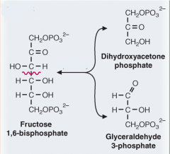 What class of enzyme catalyzes this reaction? 