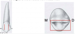 located facially to the long axis
-cusp is centered or slightly facial -> so if you are looking at the tooth from the incisal view, the lingual side is more visible

located at the middle facial lobe (opposite to mandibular canine)