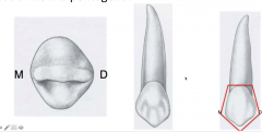 -has a distal bulge (mesial and distal are not symmetrical)
-has pentagonal shape from facial view