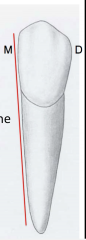 mandibular canines
-mesial surface is almost parallel to the long axis
