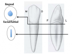 -at the CEJ = ovoid (wider mesio-disally at the labial)
-at cervical = flatten in a mesio-distal direction