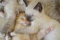 laid close together or held closely for warmth or to show love