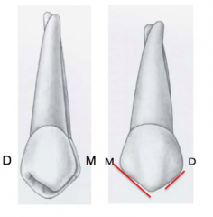 it is offset to the distal -> has longer mesio-facial cusp ridge than disto-facial 
*note: is also true for PRIMARY maxillary canines