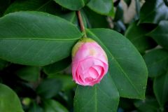 Common Camellia