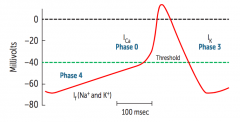 - phase 4: baseline membrane potential, get slow increase in Na+ conductance; slow spontaneous diastolic depolarization due to If "funny current"; If ch are responsible for a slow mixed Na+/K+ inward current, accounts for automaticity of SA and AV...