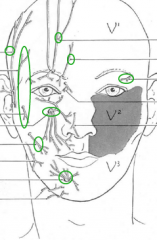 Sensory Innervation of the Face