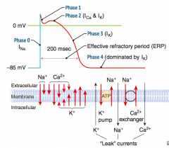 - phase O: rapid depolarization due to opening of voltage-gated Na+ channels
- phase 1: initial repolarization, Na+ ch start to close and voltage-gated K+ ch begin to open 
- phase 2: plateau phase due to opening of gated Ca2+ ch (Ca2+ influx) whi...