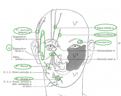 Branches of the Trigeminal:
V1 Ophthalmic – supraobital supratrochlear, lacrimal 
V2 Maxillary – Zygomatic this and that, and infraorbital 
V3 Mandibular – auriculotemporal, buccal, and mental branch of the inferior alveolar