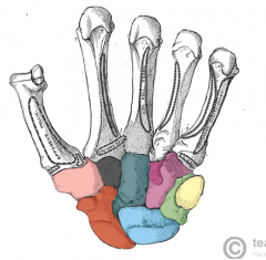 Name the 8 carpal bones