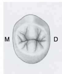 maxillary 2nd premolar