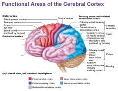 Cerebral Cortex


 


 


(Telecephalon - Forebrain)