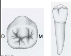 mandibular 2nd premolars