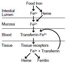 a. Within the mucosal cells, ferrous iron is oxidized to ferric iron which
forms a complex with transferrin, a ß1-glycoprotein with two binding sites
for ferric iron.
b. This complex binds to specific receptors in the plasma membrane
c. and i...