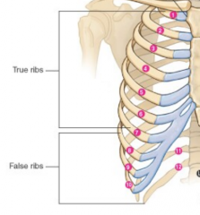 7- true ribs


 


5- false ribs