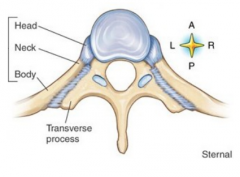 Spinal vertebrae 