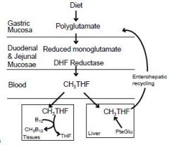 Pteroylglutamic acid (folic acid) is
reduced to tetrahydrofolic acid
which acts as an acceptor of
one-carbon units