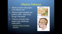 1. olfactory cells project to the olfactory bulb
2.olfactory targets amygdala and pyriformcortex- does not go through THALAMUS!!
3.thalamic connection does project to the orbitofrontal cortex(OFC)
-emotional,social, and eating behaviors