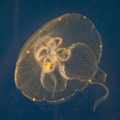 lacks a velum and has more mesoglea relative to medusa in hydrozoa); adult medusa feeds on zooplankton that get caught in the bell, and zooplankton are moved via cilia to the oral arms, mouth, and finally the gastric pouches which contain gastric ...