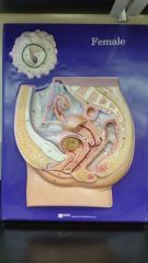 Identify Z (lower part of uterus)