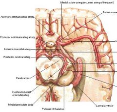 Origin: Internal carotid artery (rarely the MCA)

Supplies:
1. Optic tract
2. Posterior limb of the internal capsule
3. Cerebral peduncle (red nucleus, substantia nigra)
4. Choroid plexus
5. Medial temporal lobe (hippocampus, amygdala)
6. Globus p...
