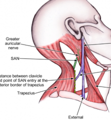 Spinal Accessory Nerve
(Cranial Nerve 11)